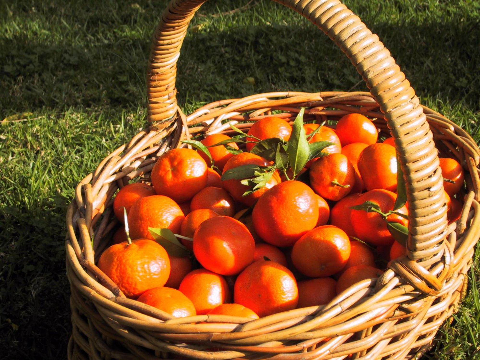 Agroturismo Cas Sant Sóller