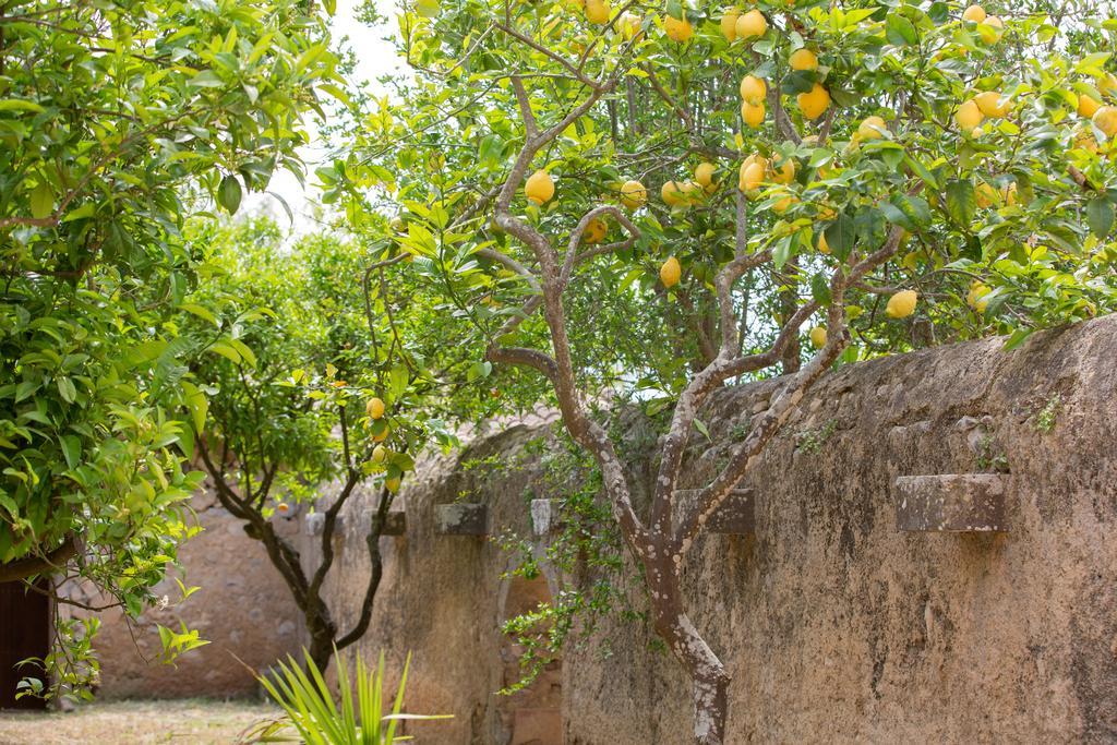 Es Pla De Llodra Farm stay Manacor (Mallorca)