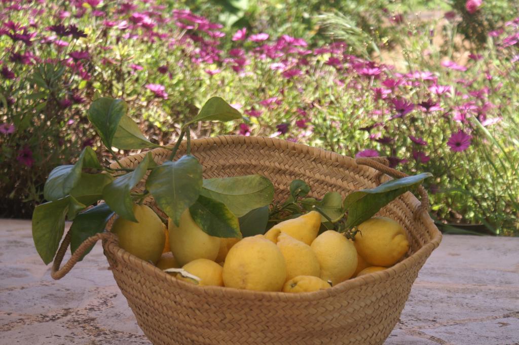 Es Pla De Llodra Farm stay Manacor (Mallorca)