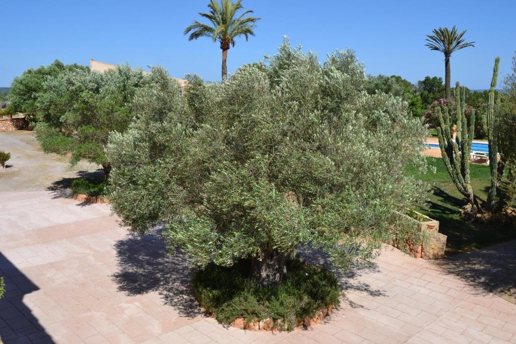 Casa rural Son Sala Campos (Mallorca)