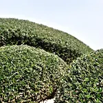Sa Finca de Jaume
