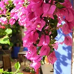 Hotel Casa Bougainvillea