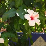 Hotel Casa Bougainvillea