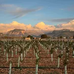 Finca Bella Vida