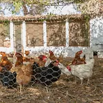 Finca Can Lluc