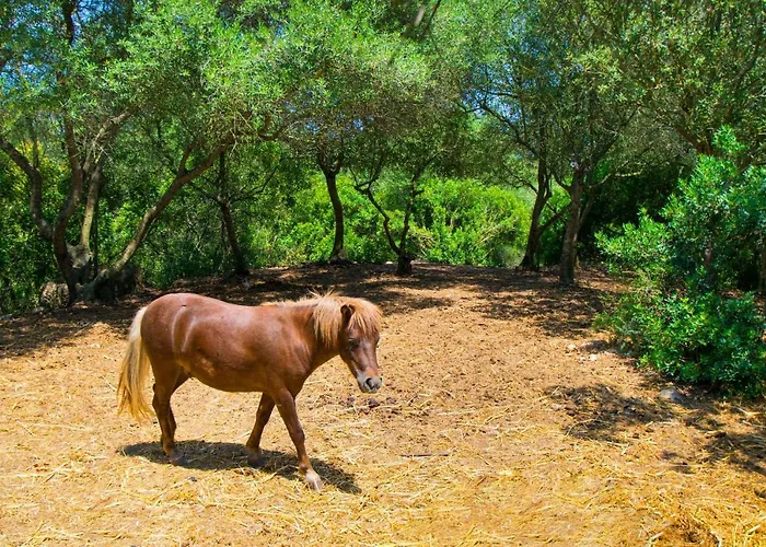 Finca Putxet D\'En Robi Sineu By Mallorca Villa Selection