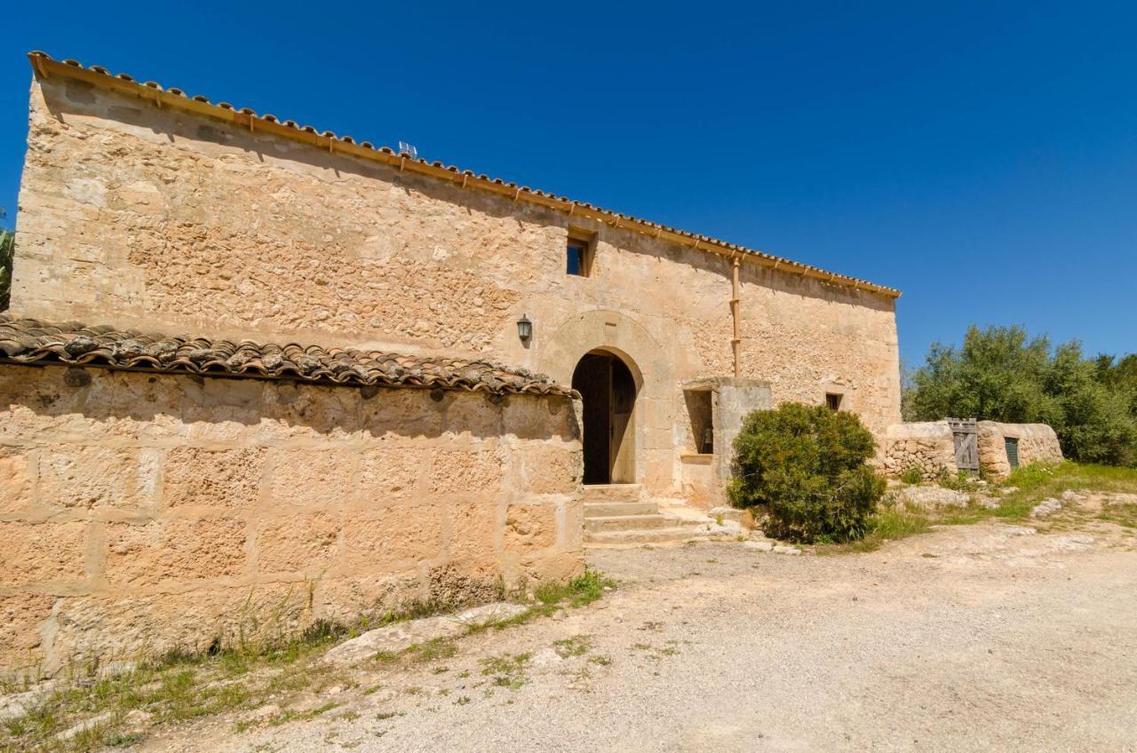 Gallot De Punxuat Algaida (Mallorca)