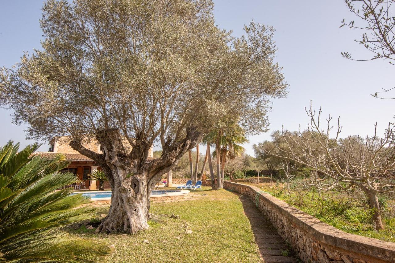 Palea * Campos (Mallorca)