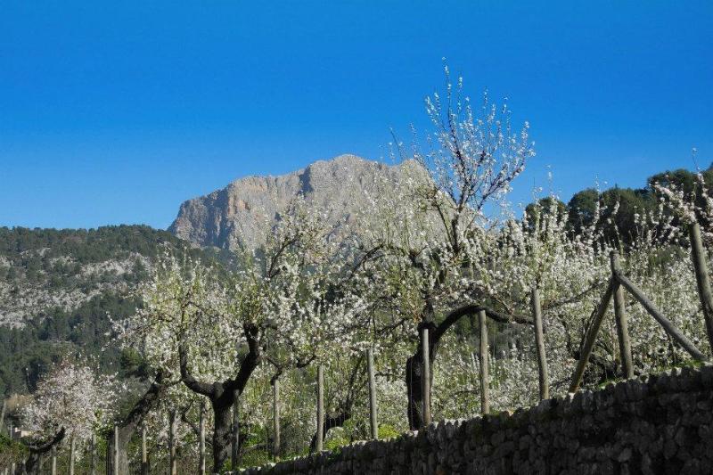 Casa Bougainvillea Sóller