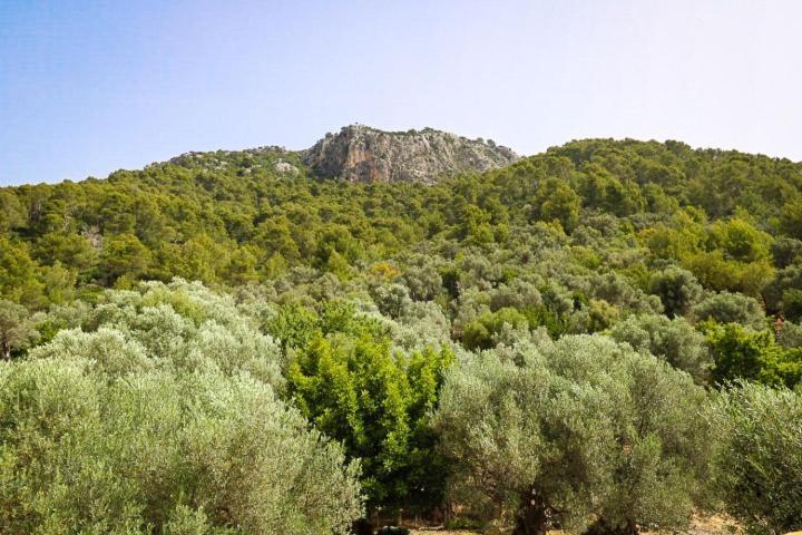 Petita Mare Binibona