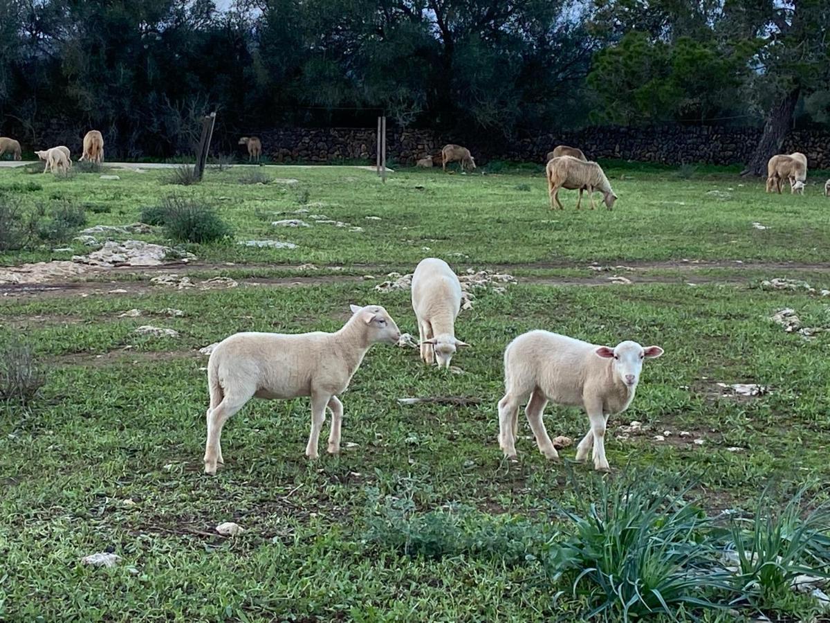 Agroturismo Sa Canova Campos (Mallorca)