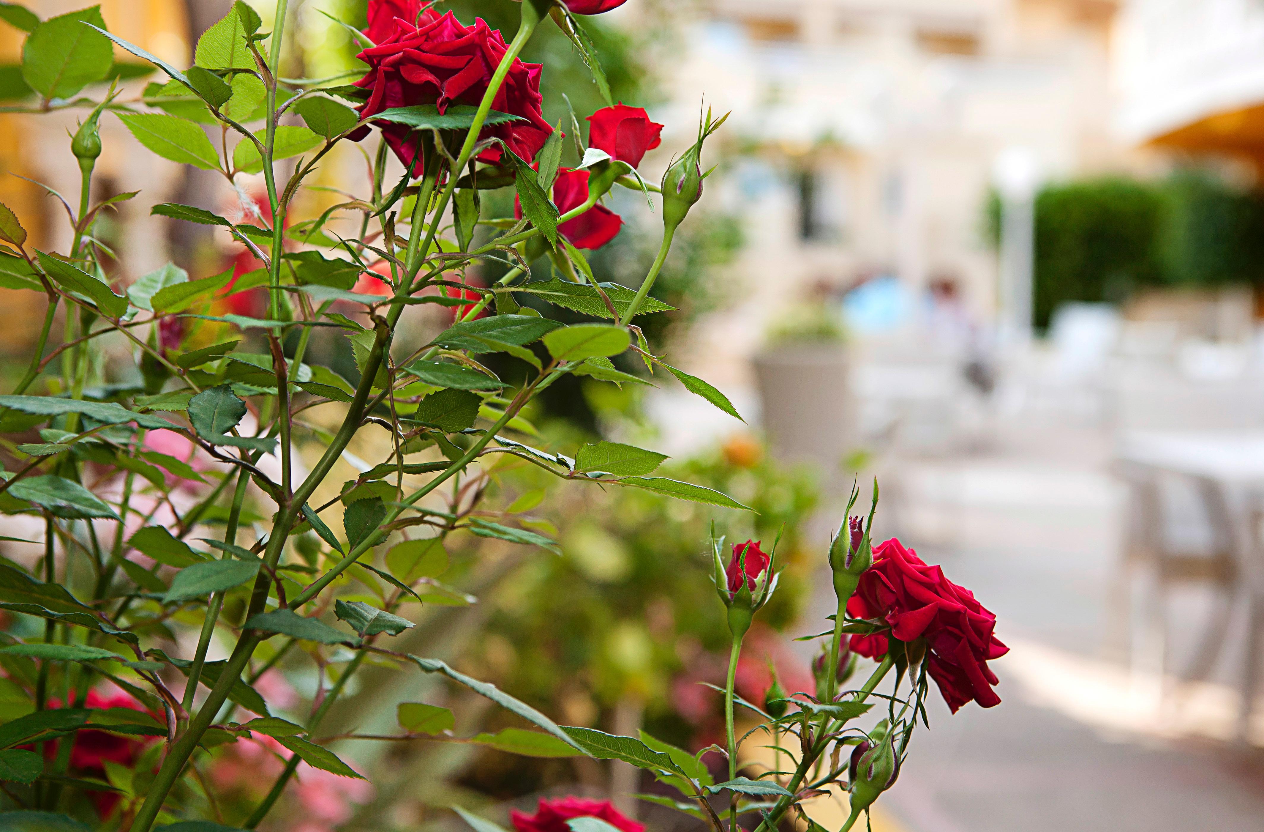 Hotel Cupidor