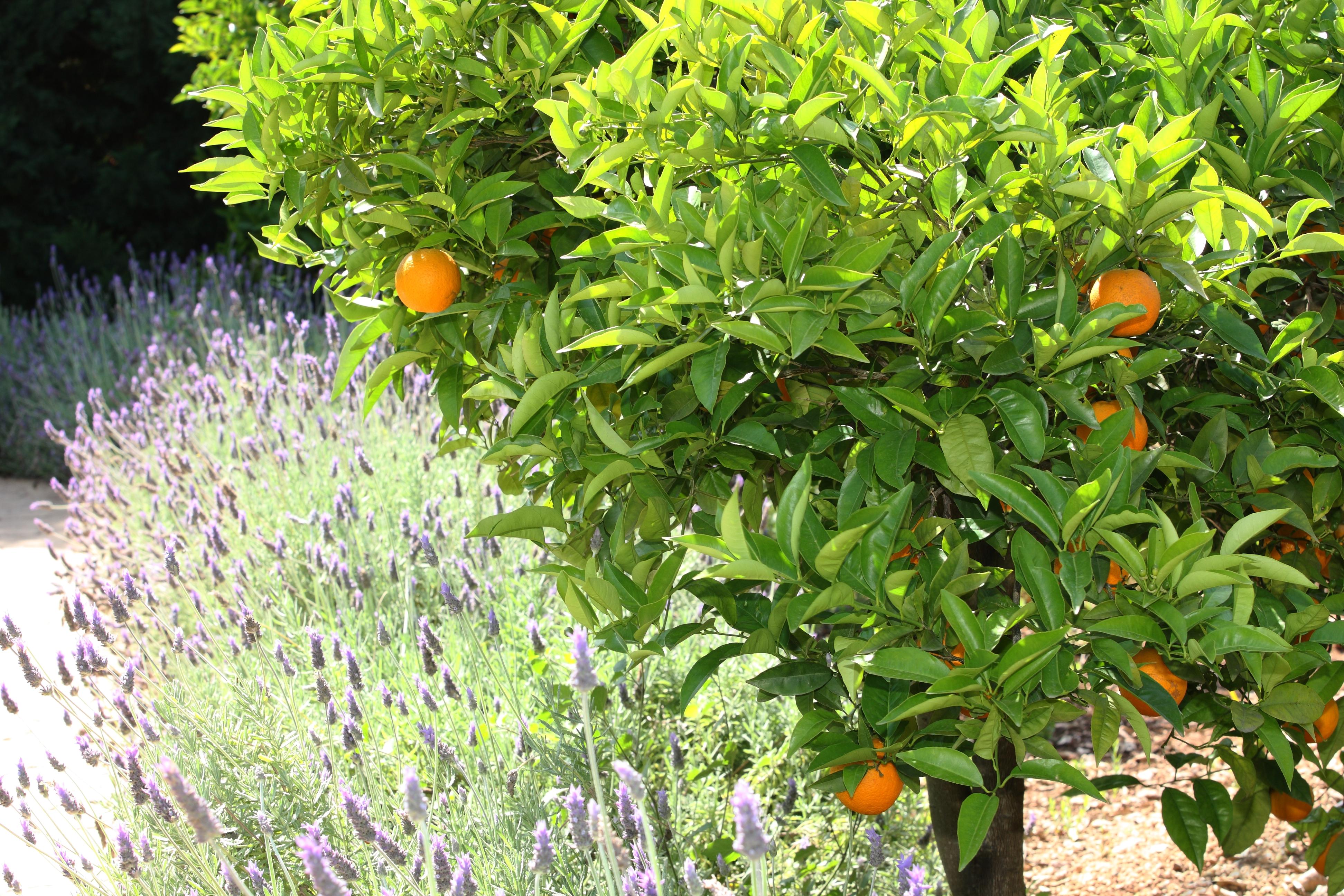 Ca's Curial - - Adults Only * Soller