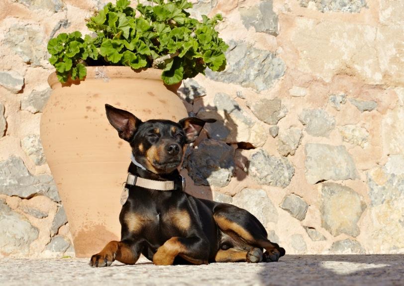 Finca Can Estades Hotel 4*