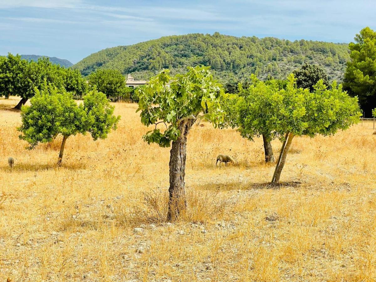 Wunderschoene Mit Wlan Und Heizung * Alcúdia