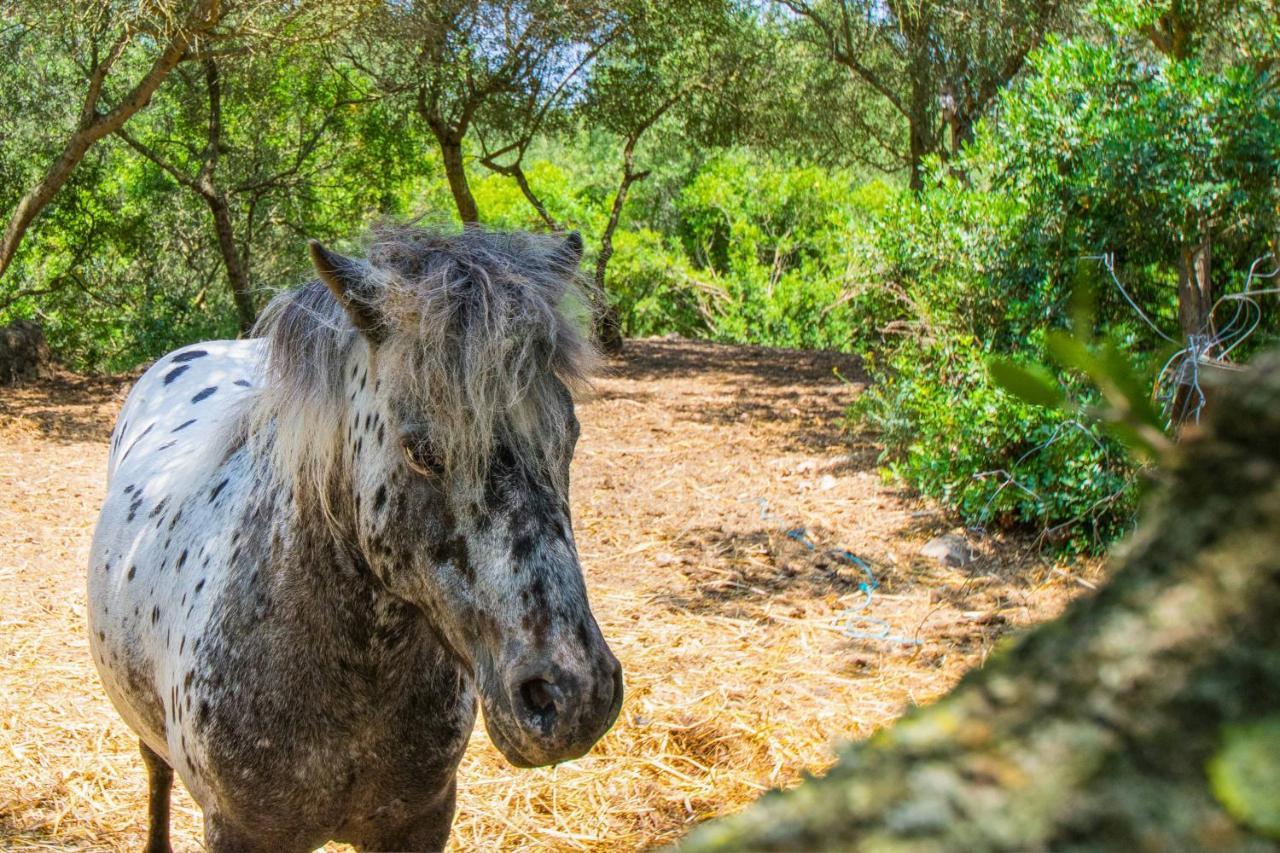 Putxet D'en Robi By Mallorca Selection * Sineu (Mallorca)