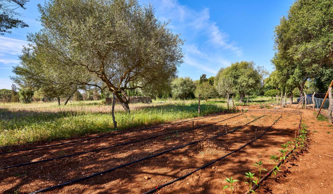 Drimia Can Picafort (Mallorca)