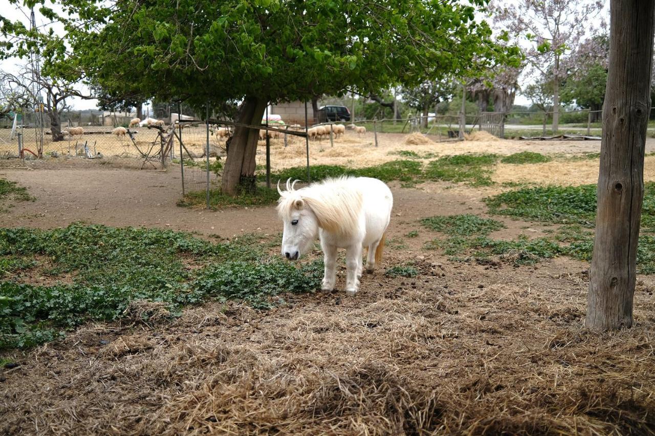 Ses Cases Noves Agroturismo