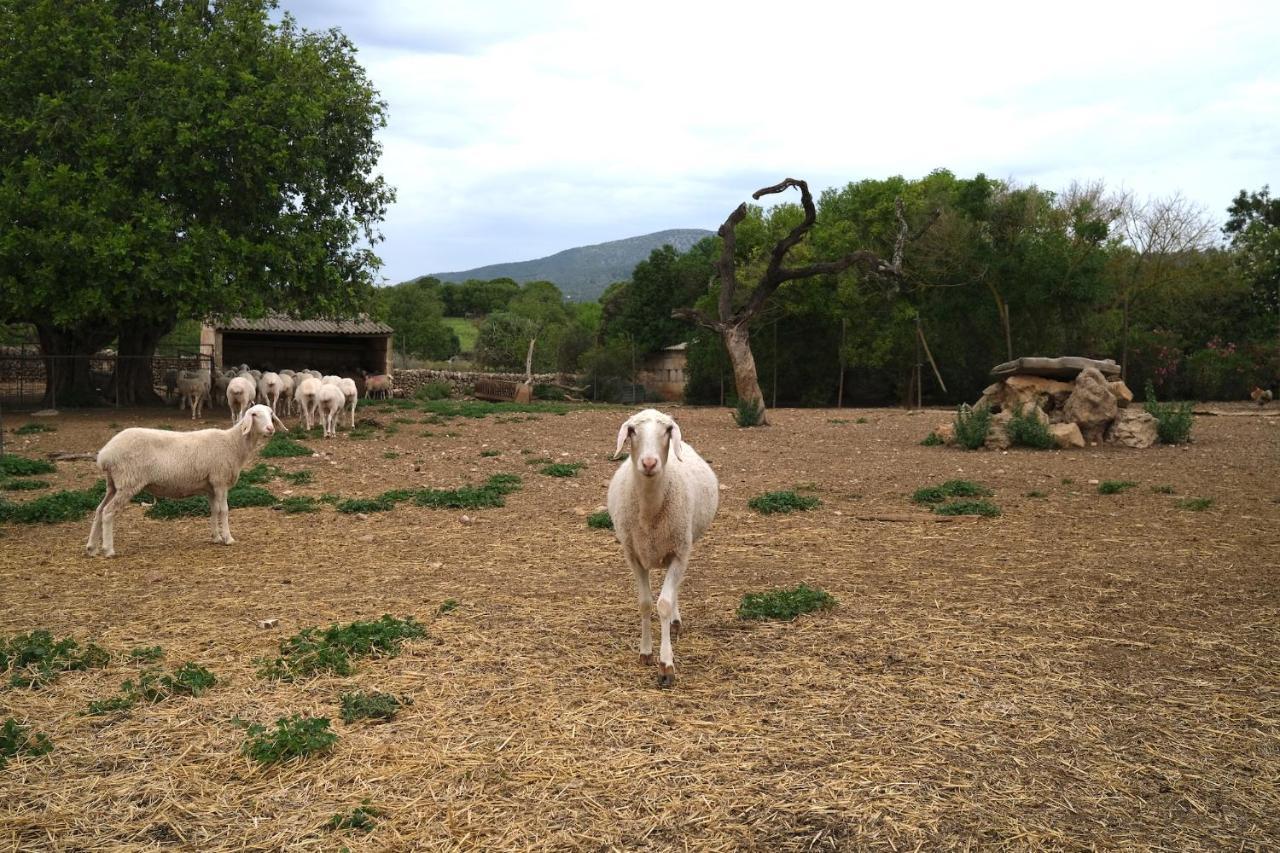 Agroturismo Ses Cases Noves Sant Llorenc Des Cardassar
