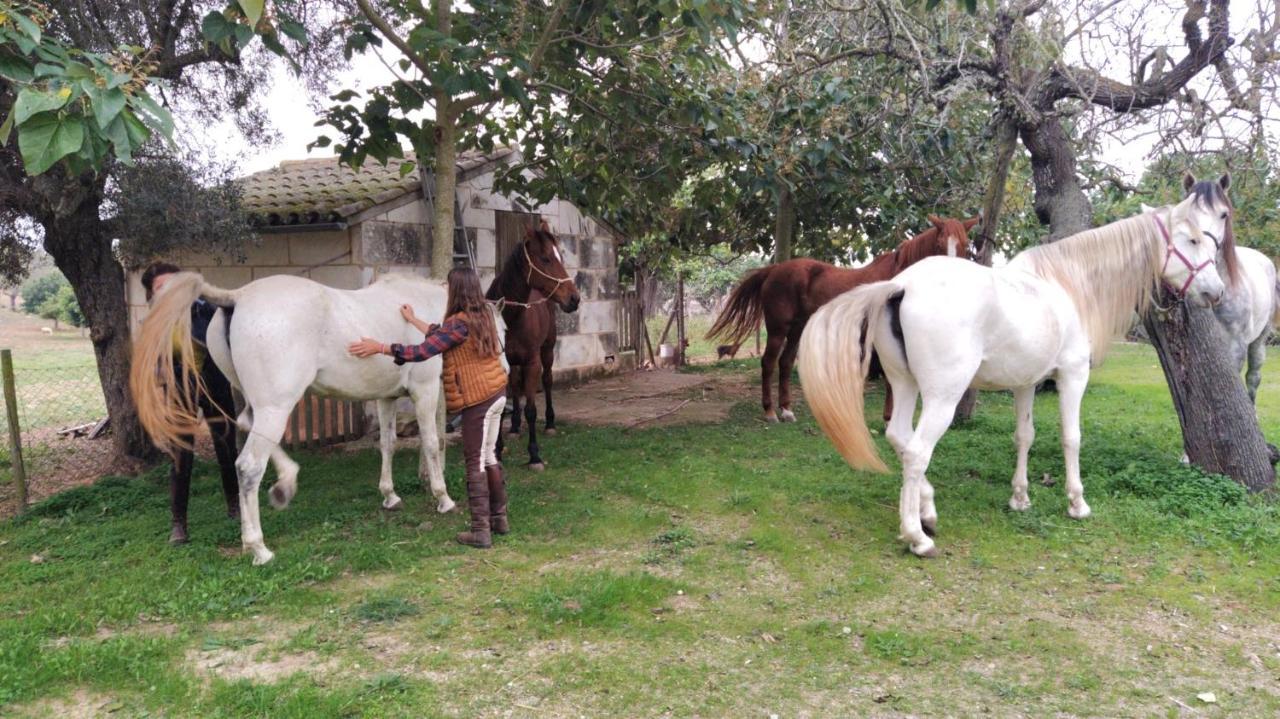 Ses Cases Noves Agroturismo