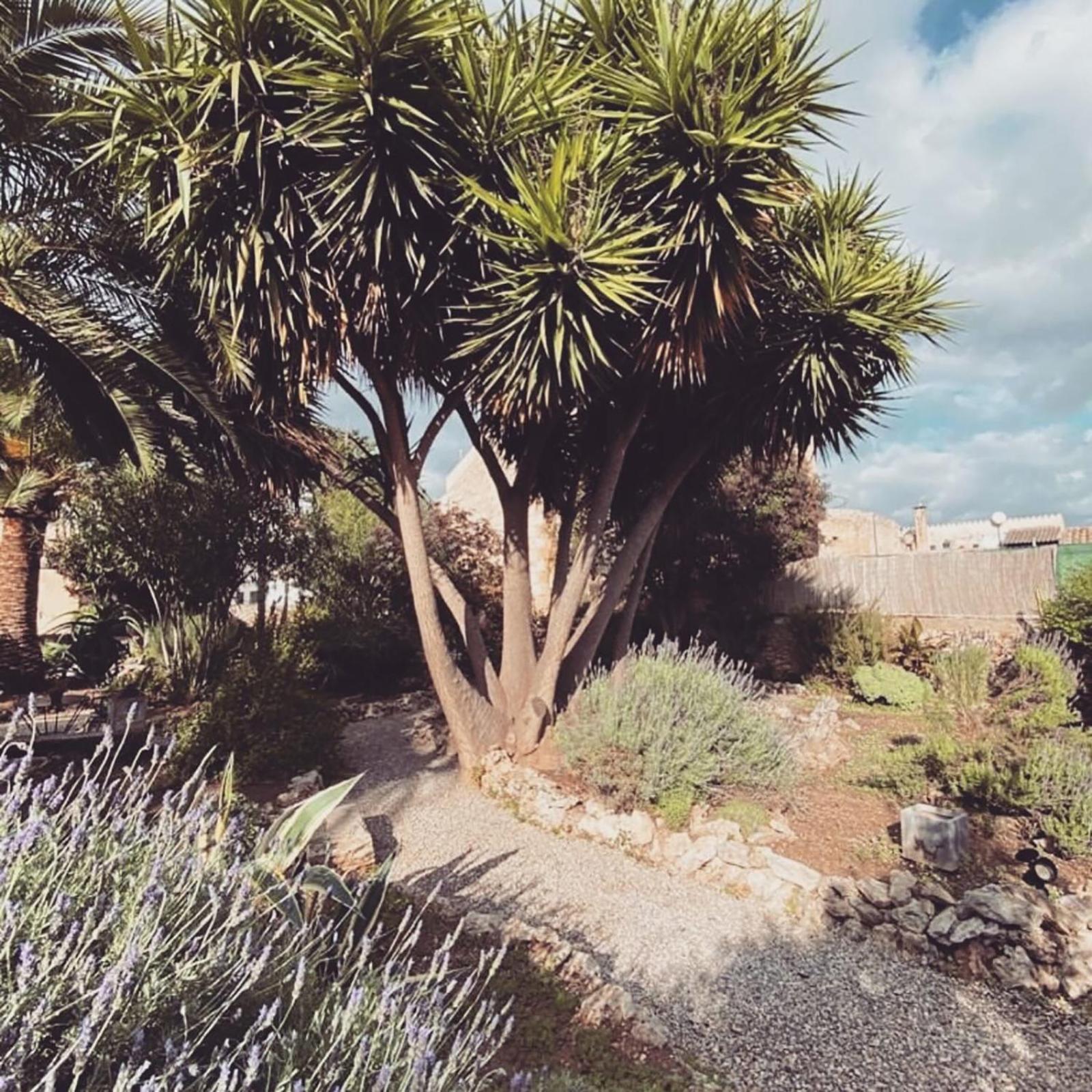 Casa Mona Turismo De Interior Llubi