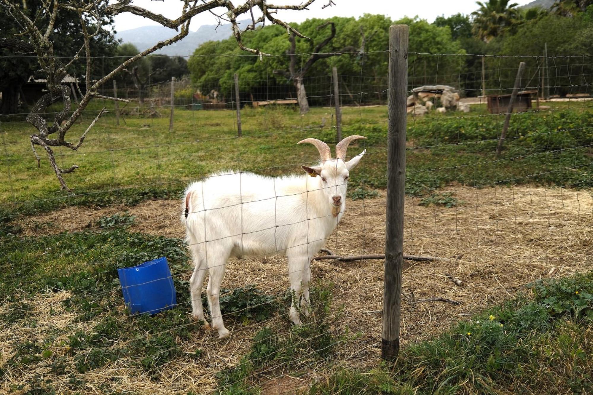 Ses Cases Noves Agroturismo *