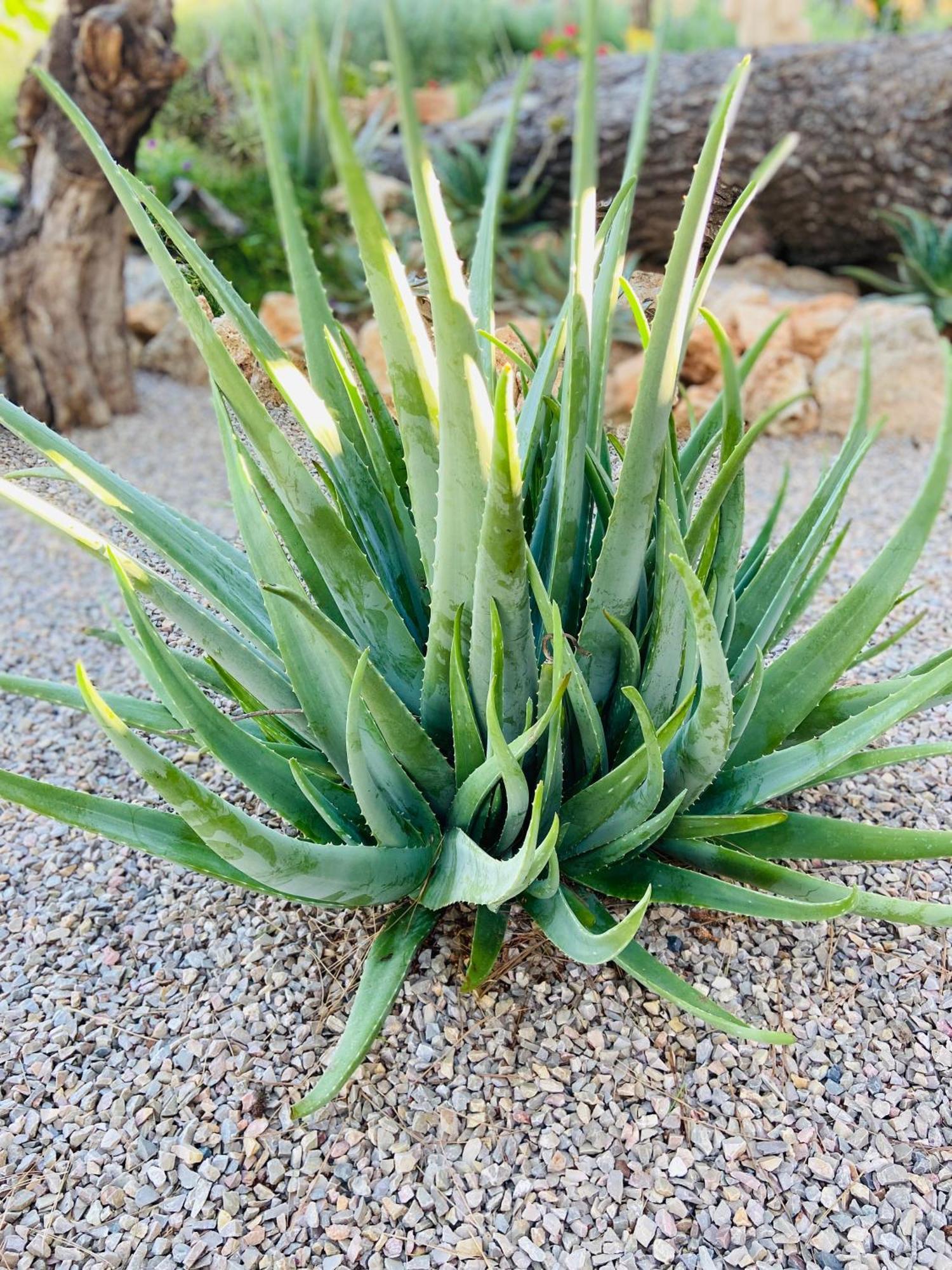 Sa Canova Agroturismo