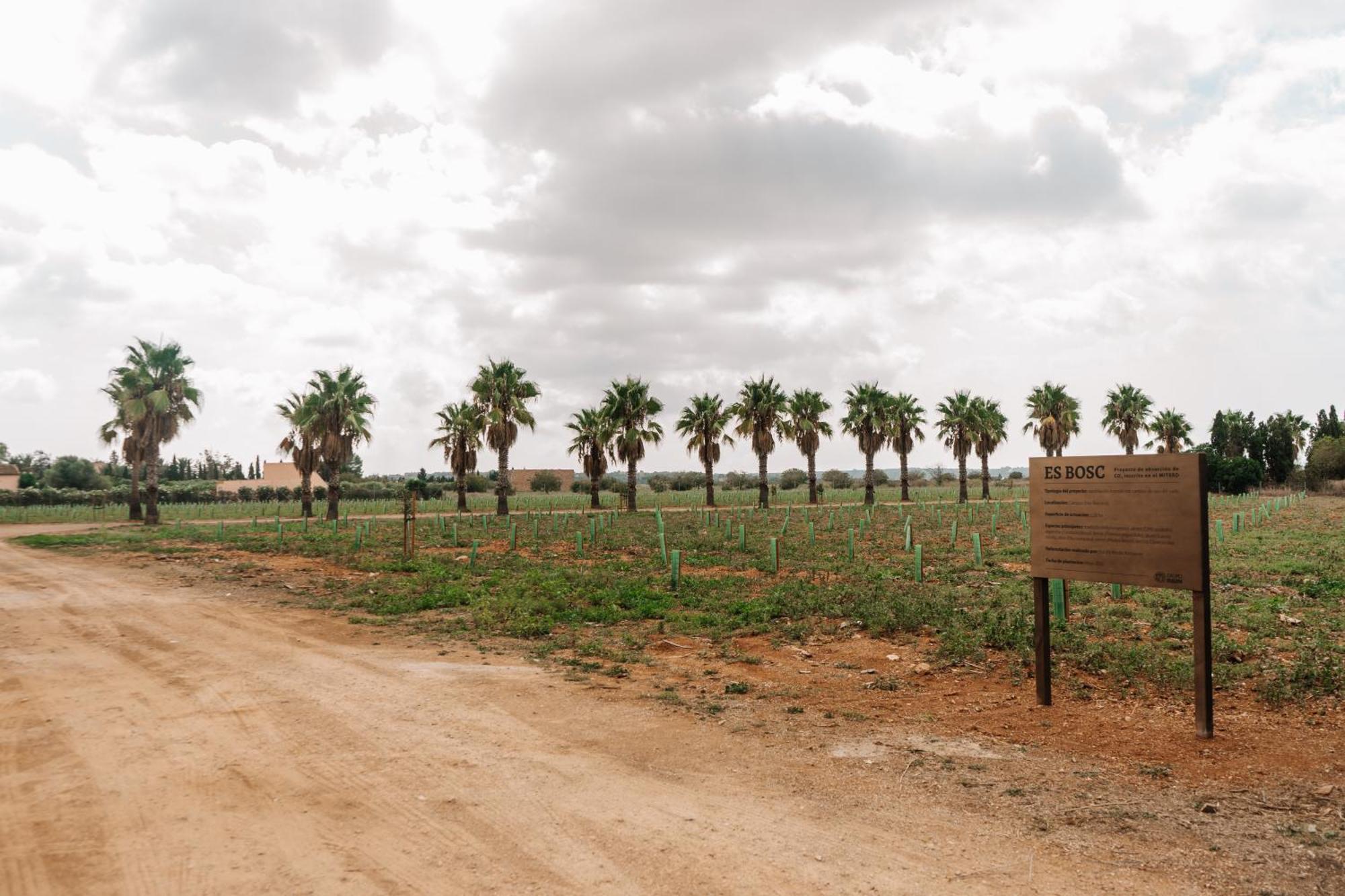 Farm stay Claudia By Nura Campos (Mallorca)