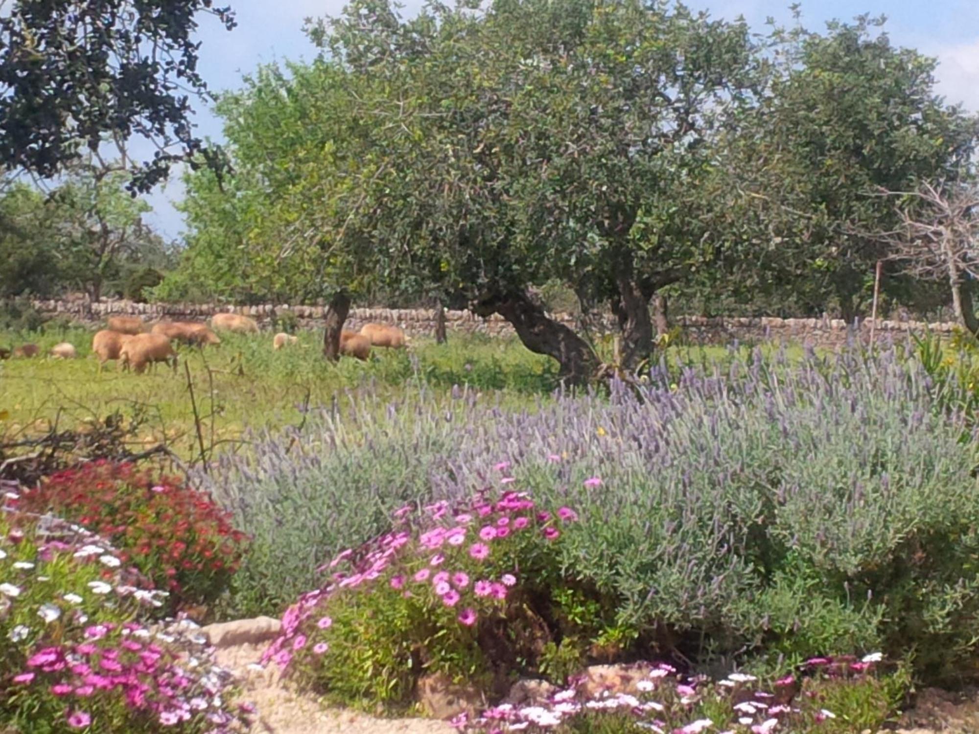 Son Marimon (adults Only) Santanyí