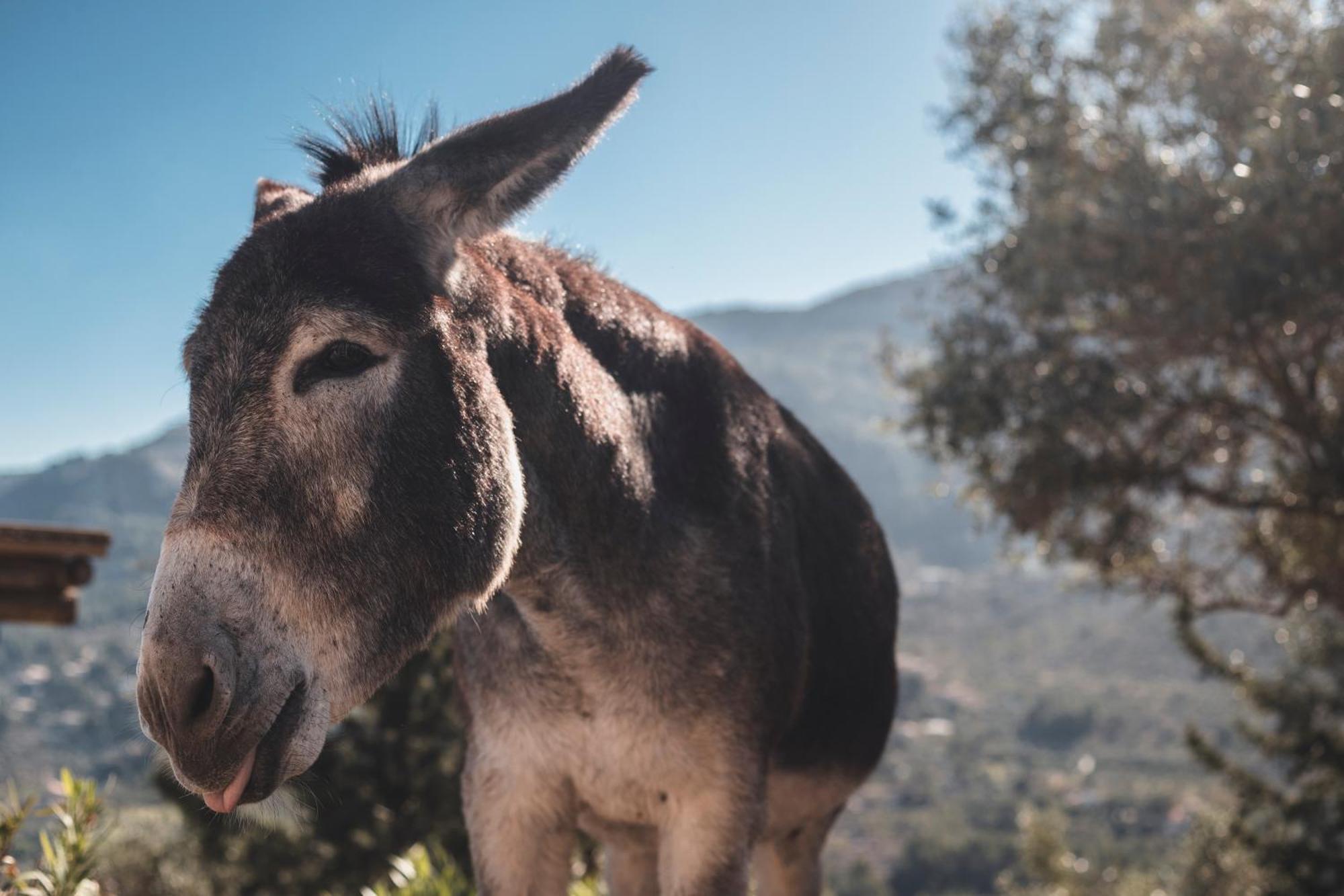 Agroturismo Sa Pedrissa Deià (Deyá)