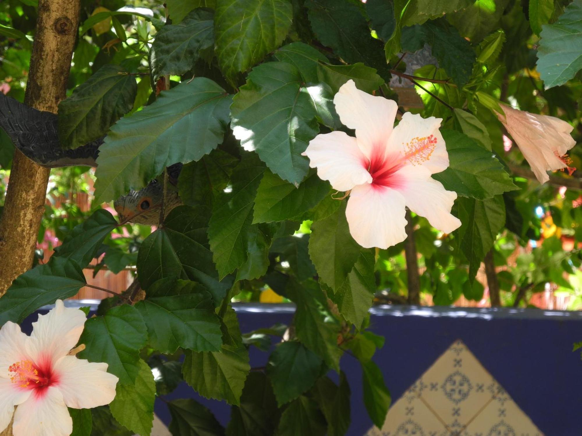 Hotel Casa Bougainvillea 3*