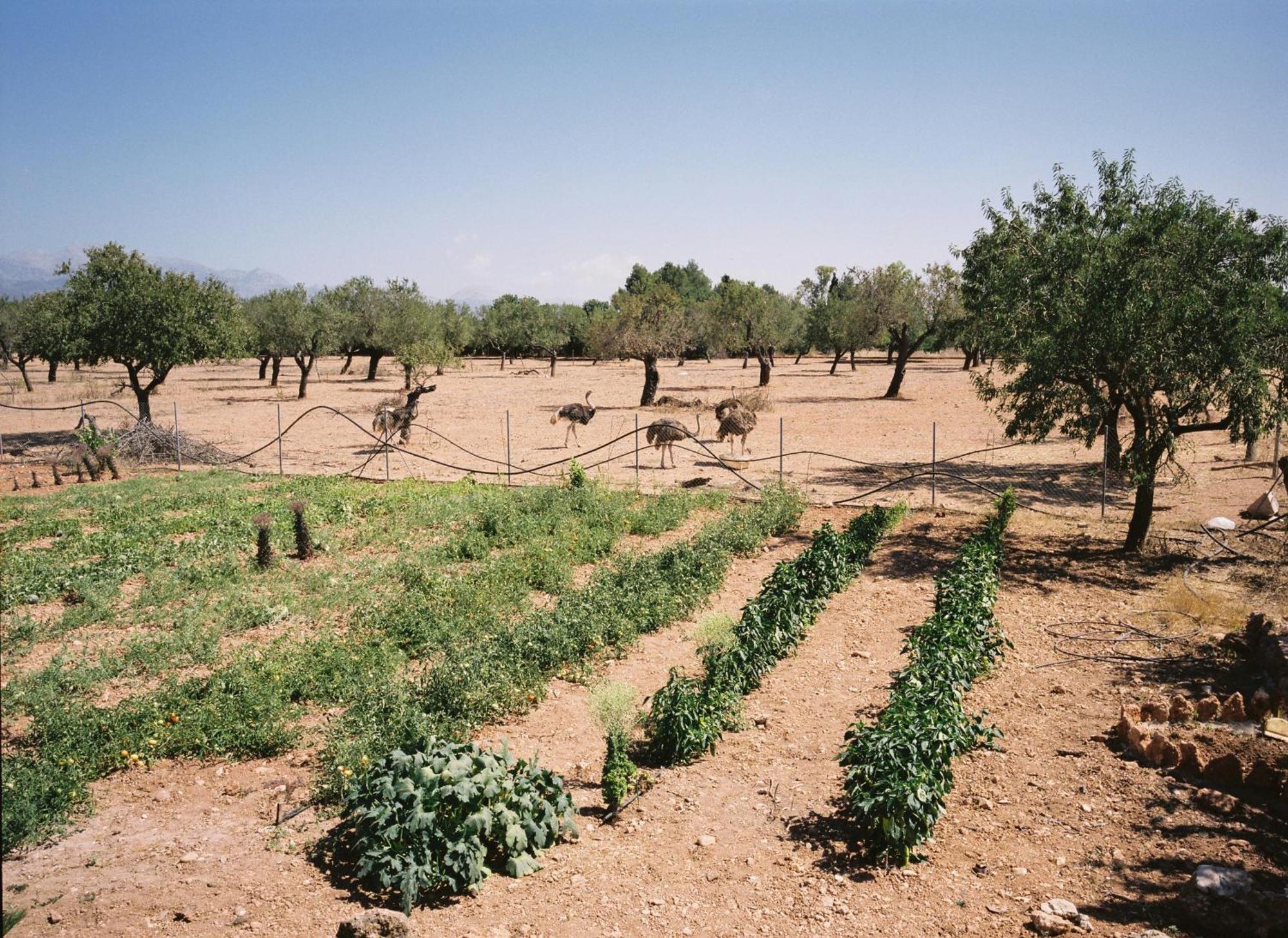 Agroturismo Es Quatre Cantons *