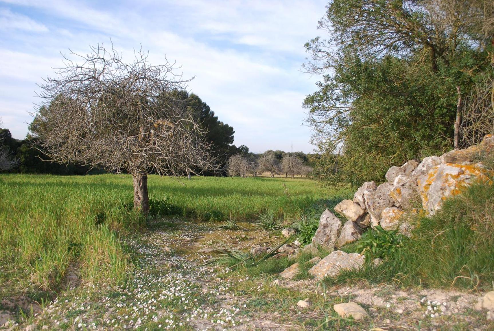 Son Sant Andreu * Petra (Mallorca)