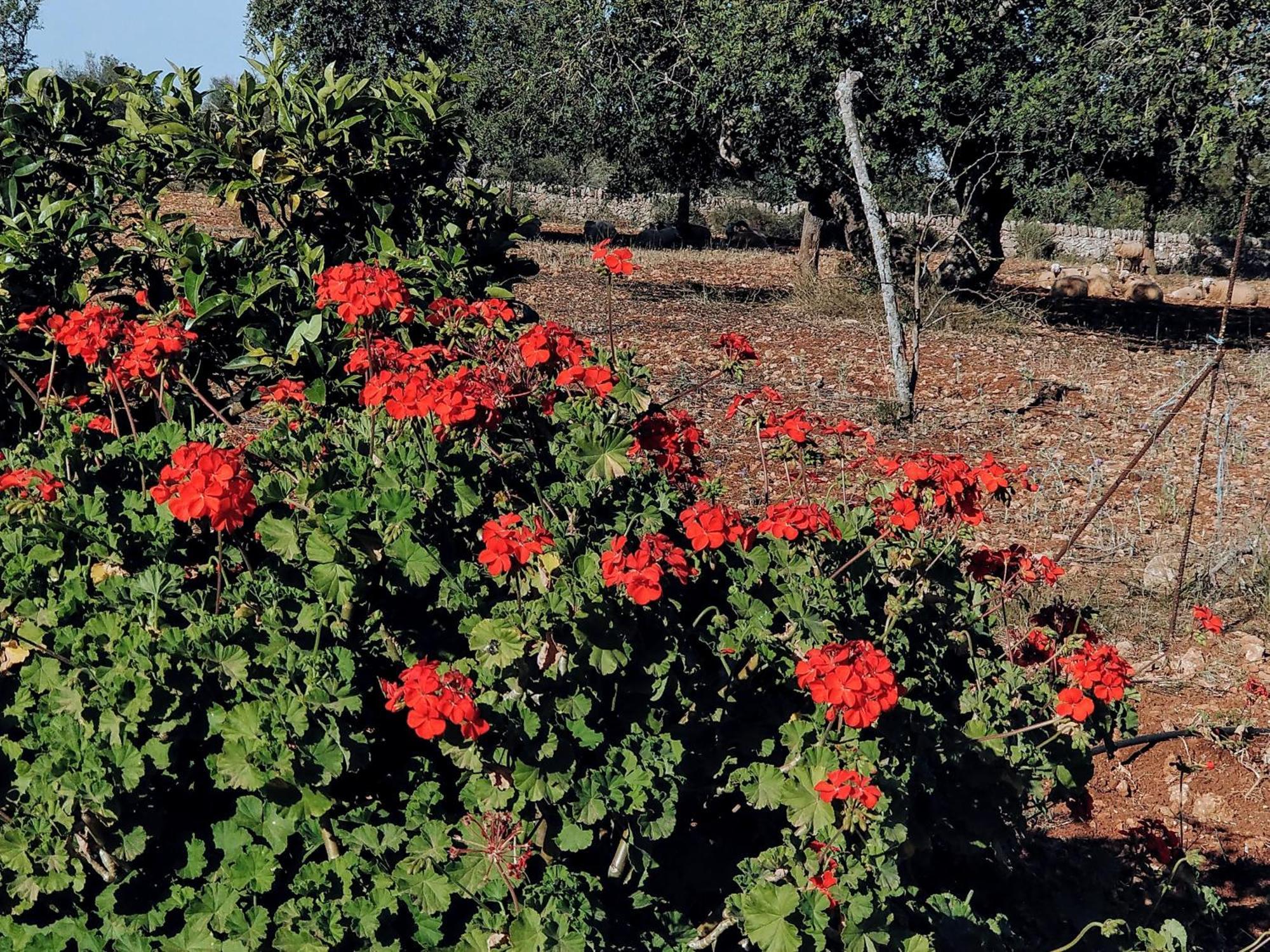 Agroturismo Son Marimon (adults Only)