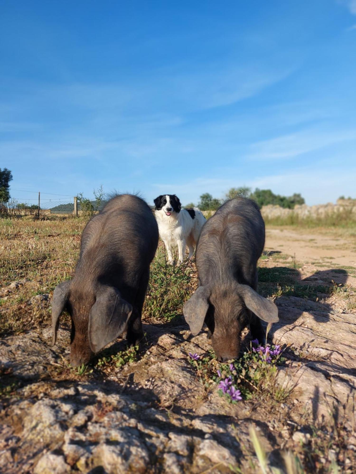 Agroturismo Sa Cova Vella
