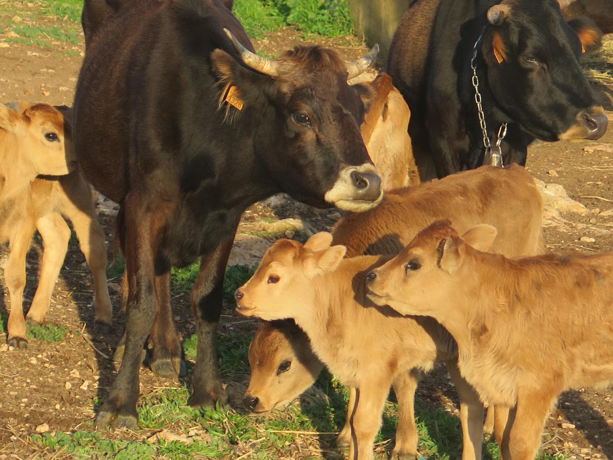 Sa Cova Vella Agroturismo *