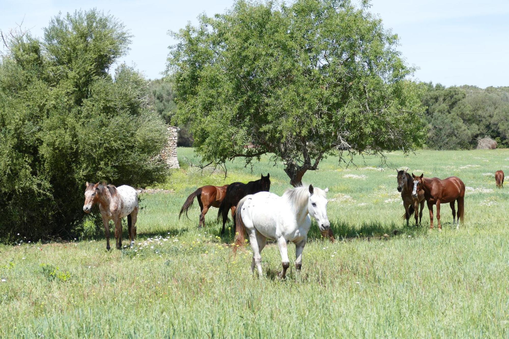 Agroturismo Sa Cova Vella