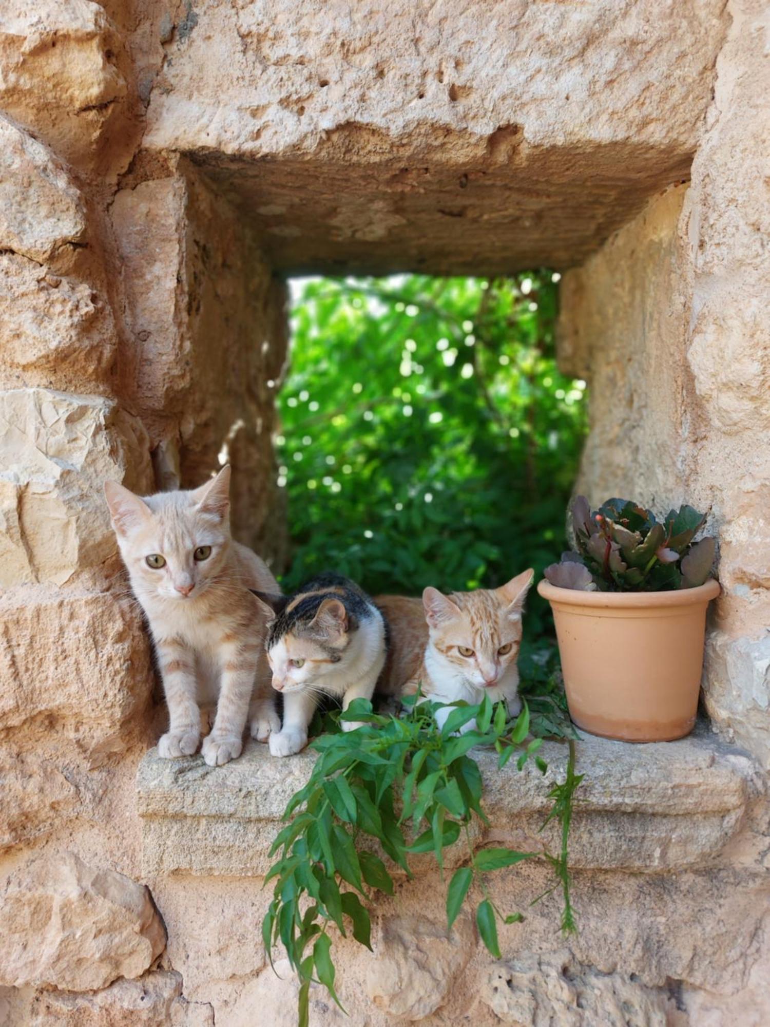 Sa Cova Vella Agroturismo Manacor (Mallorca)