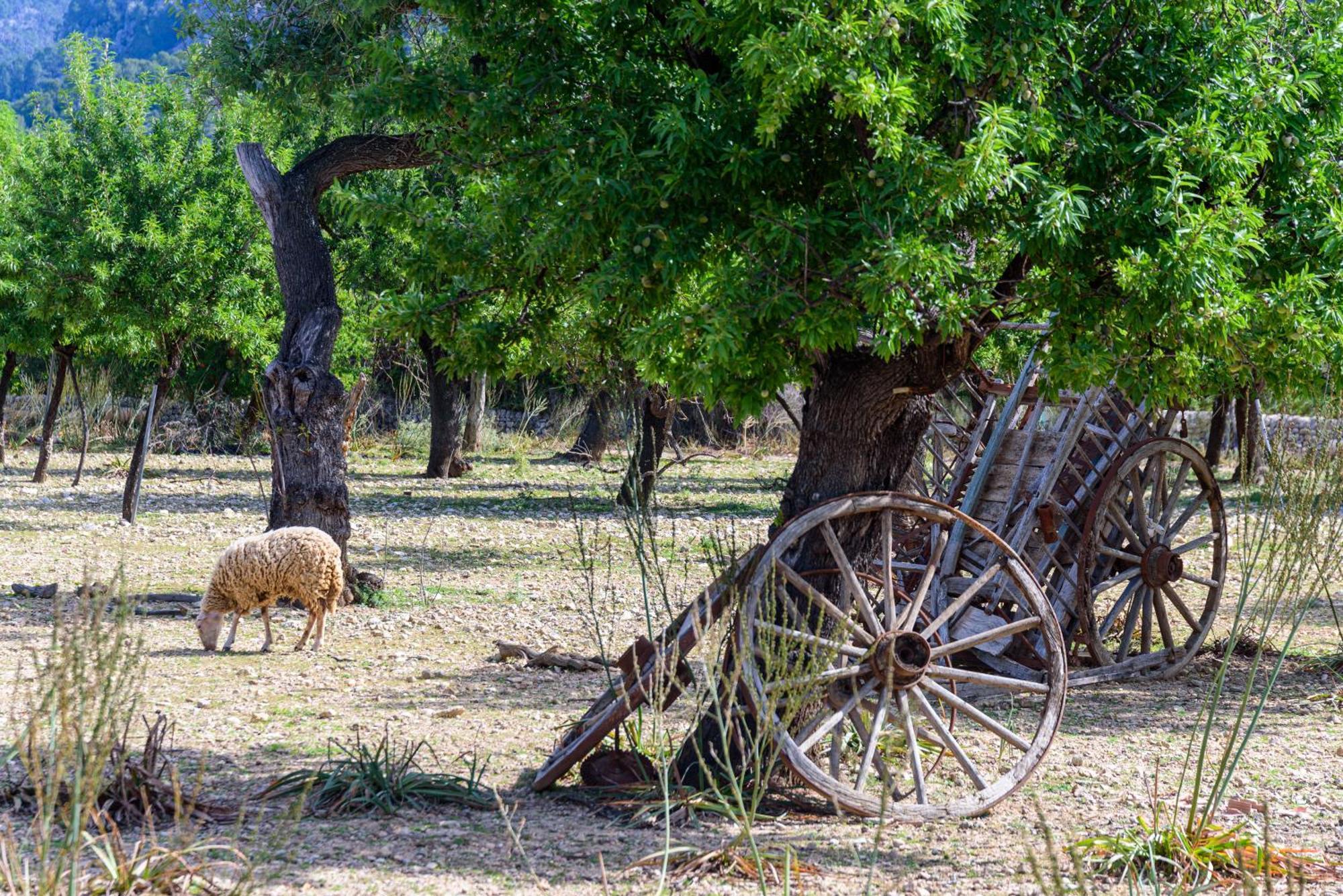 Subies Agroturismo Selva (Mallorca)