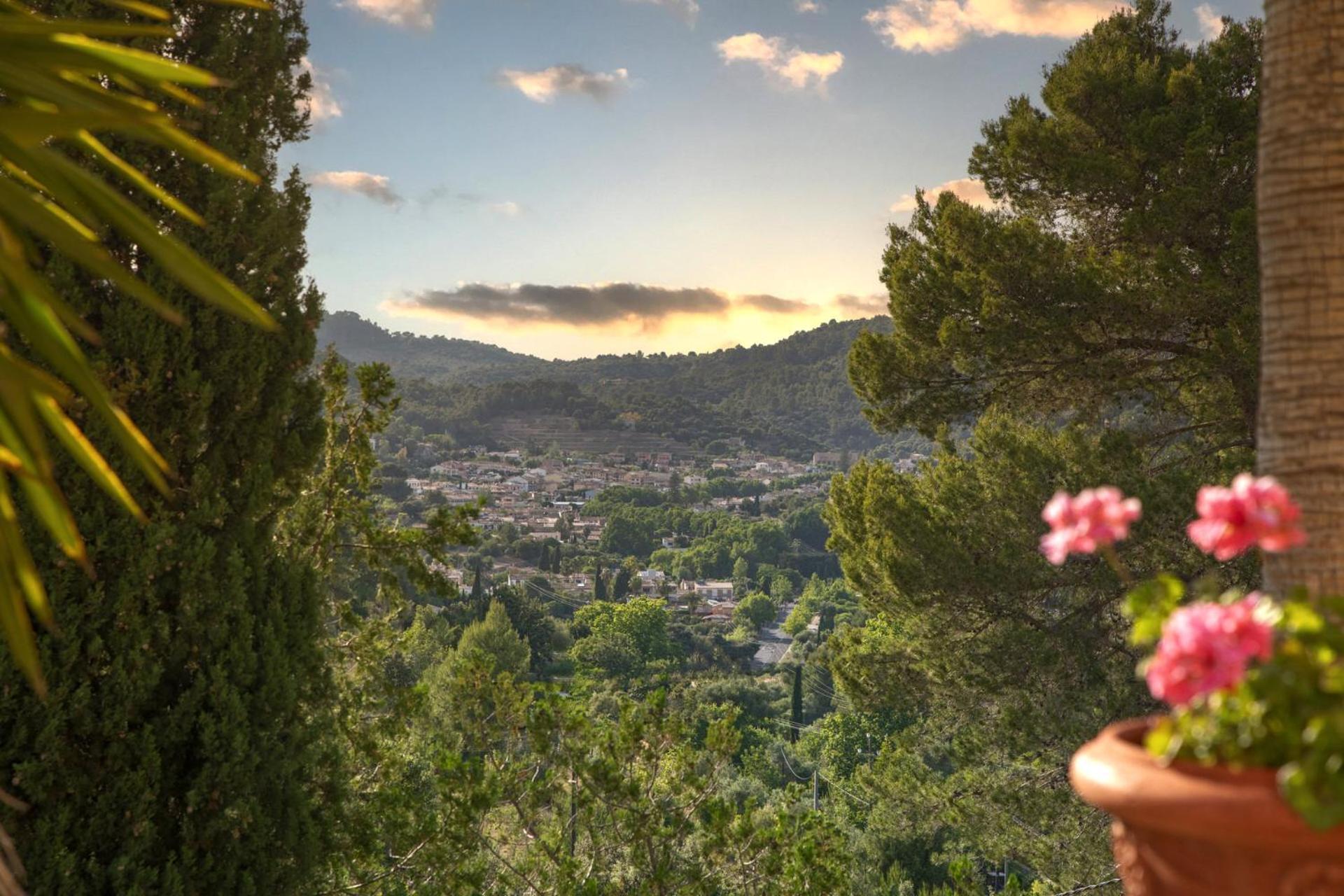 Especial El Pino Mallorca En Esporles