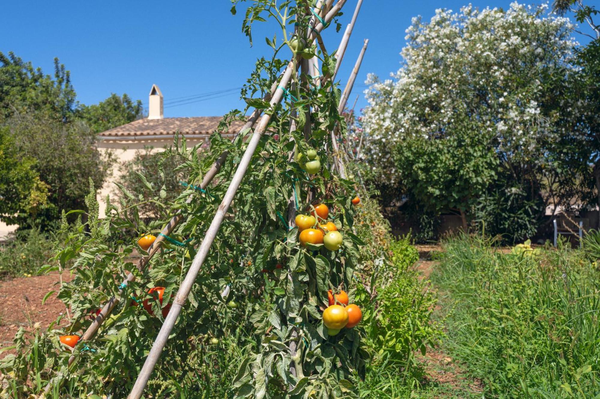 Es Baladre Capdepera (Mallorca)