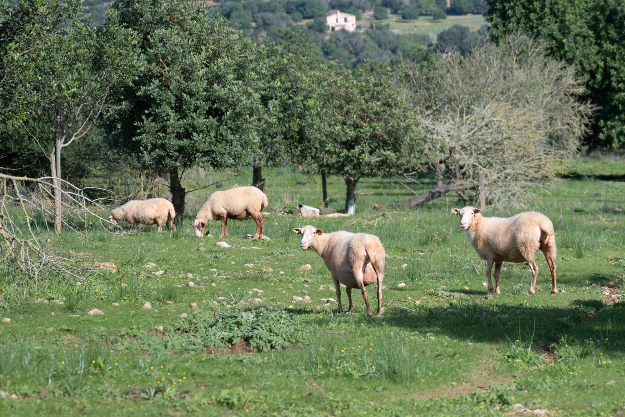 Ses Estaques Country house