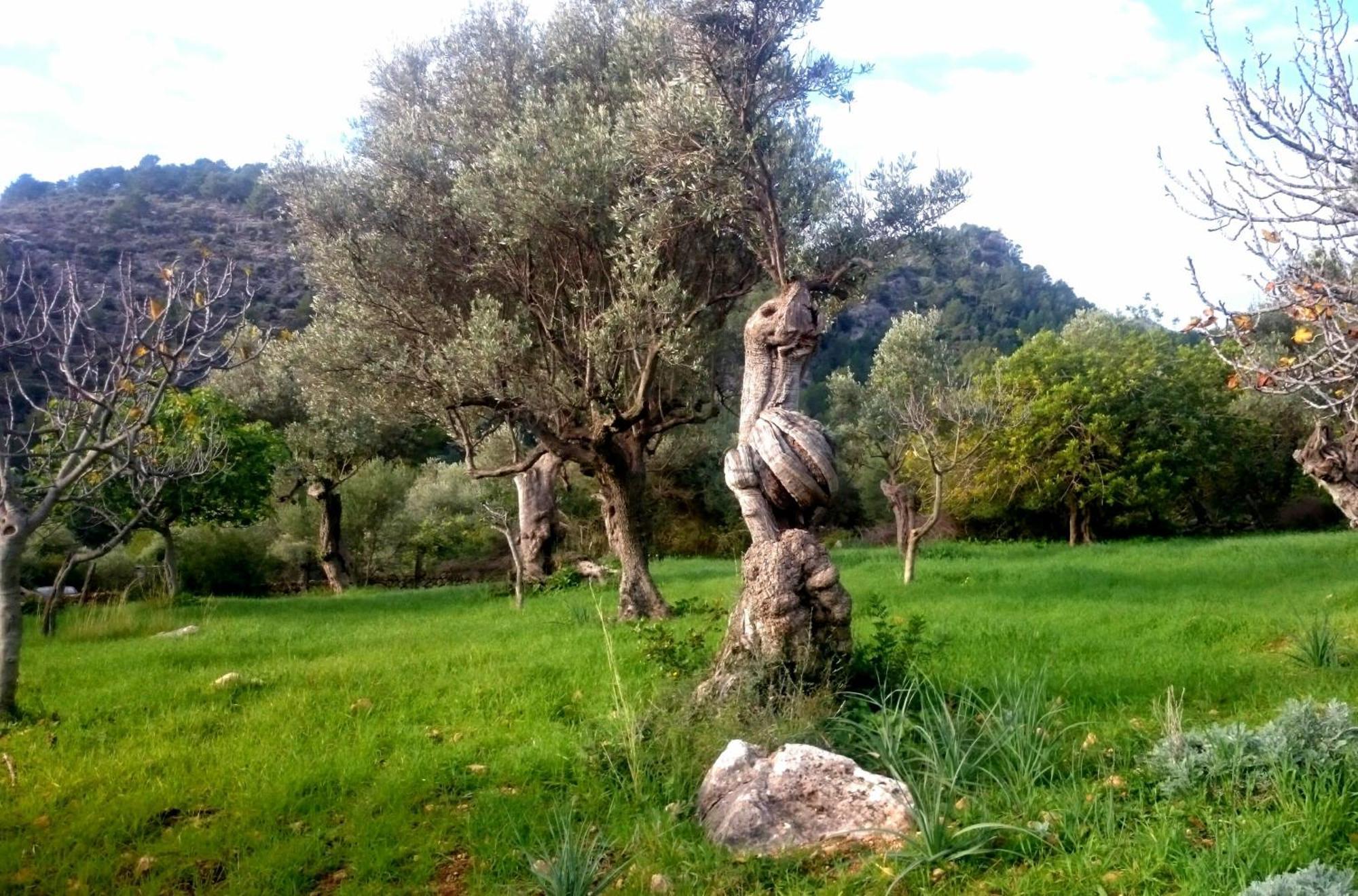 Ca Na Carme Holiday home *