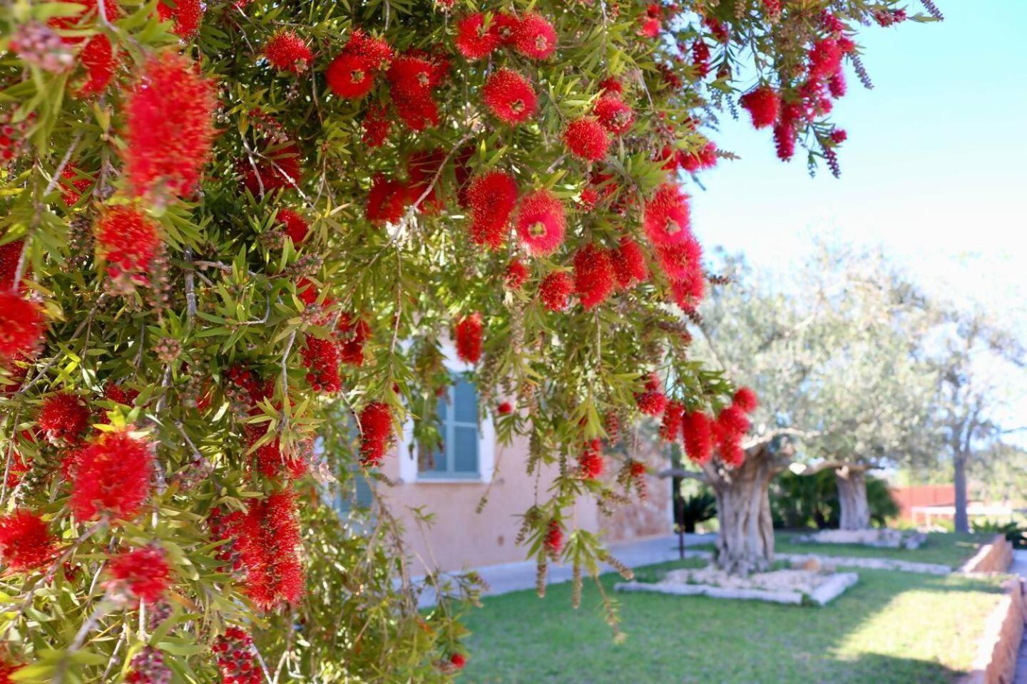 Villa Cas Coix Jacuzzi Gym & Pool Biniali (Majorca)