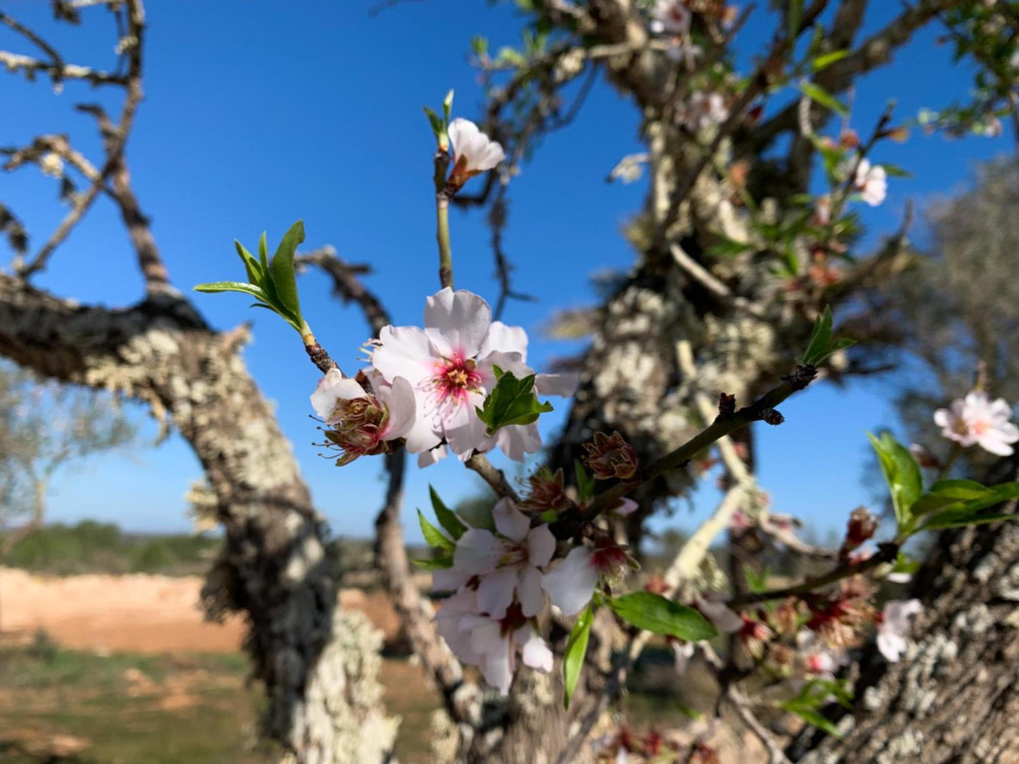 Agroturismo Blue Door Mallorca Cas Concos