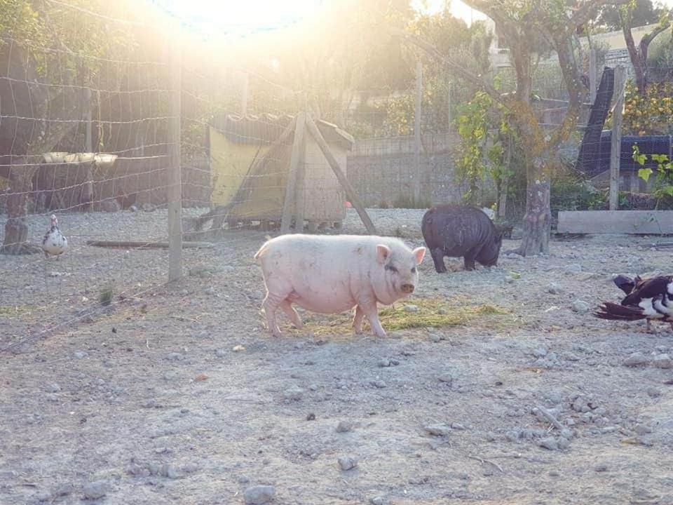 Villa S'almudaina Farm 12p Etv1135 Ballerics