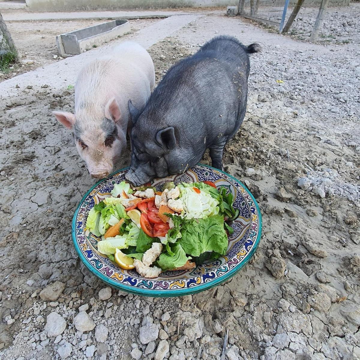 S'almudaina Farm 12p Etv1135 Villa
