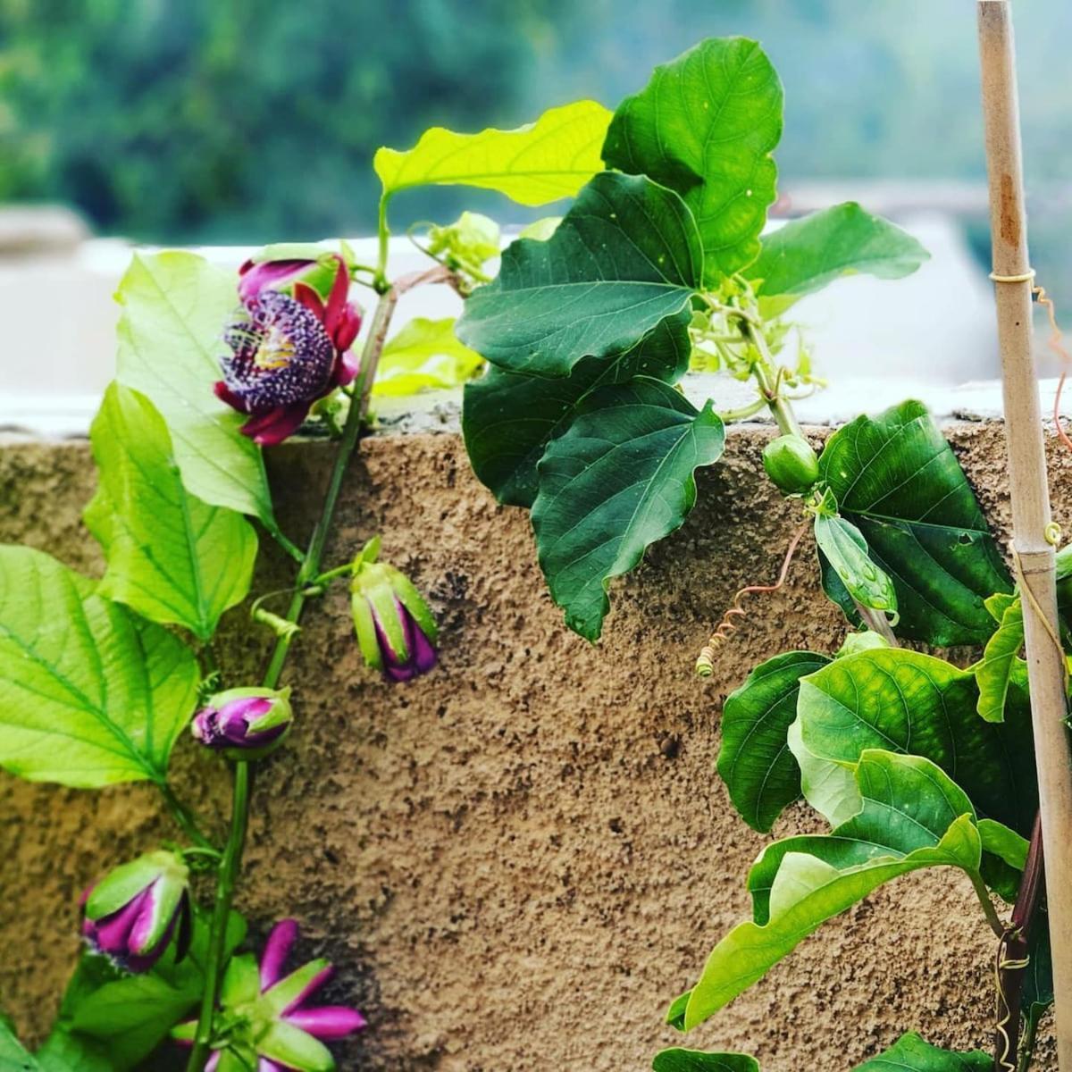 S'almudaina Farm 12p Etv1135