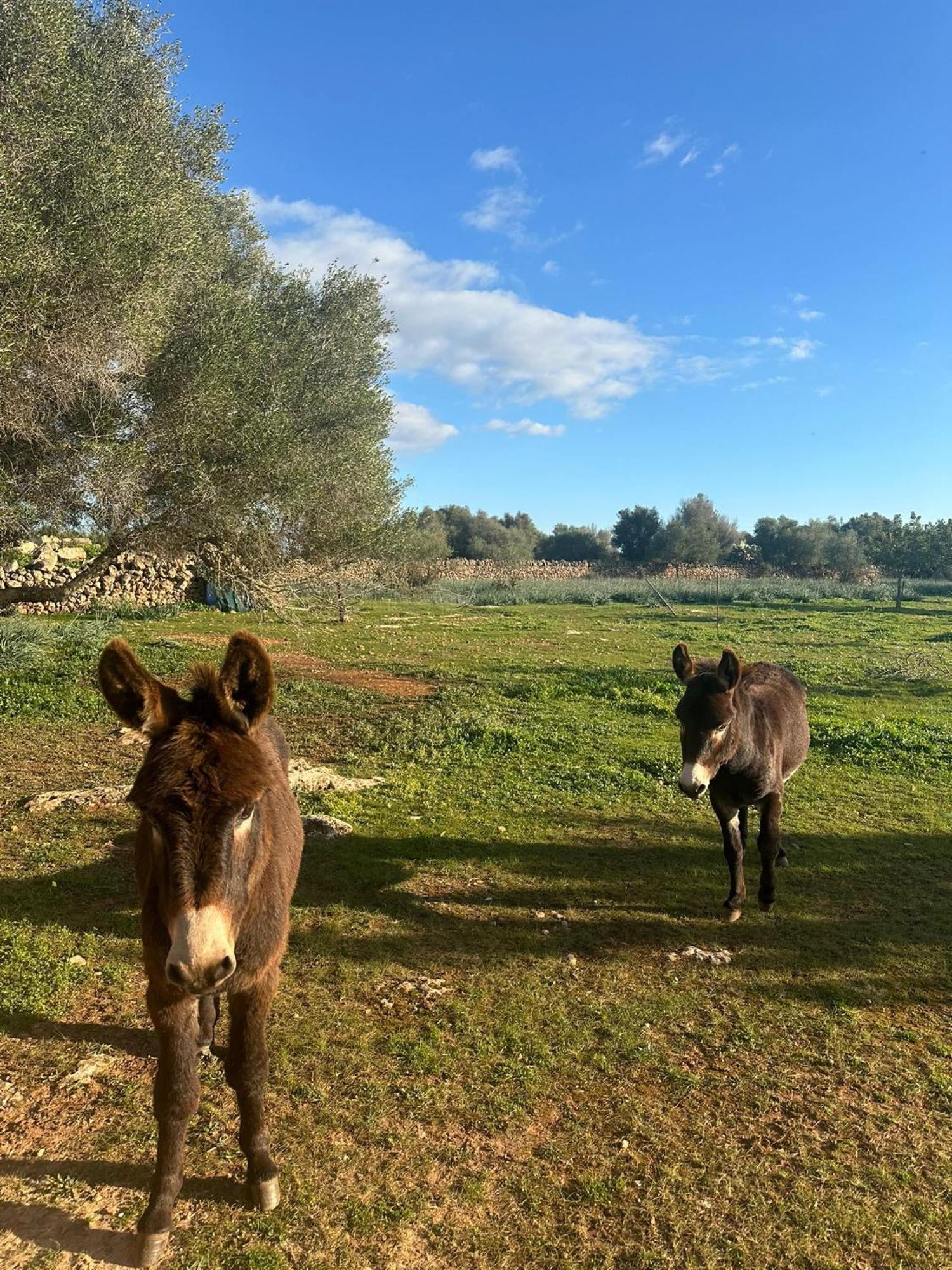 Son Pieras Casa rural Llucmajor (Mallorca)