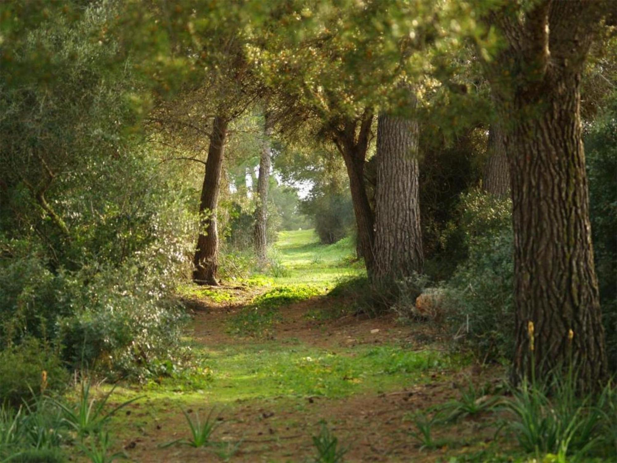Agroturismo Ses Arenes